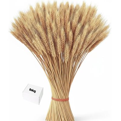 "Ramo De Trigo Naturaleza Muerta Decoracion 150 Espigas "