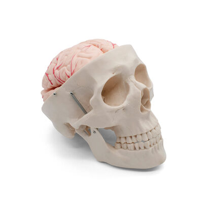 Cráneo con Cerebro 8 Piezas Benesta