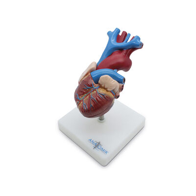Corazón de Tamaño Natural en 2 partes Benesta
