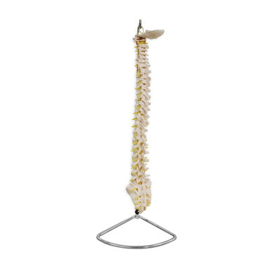 Columna Vertebral Tama&ntilde;o Natural Benesta